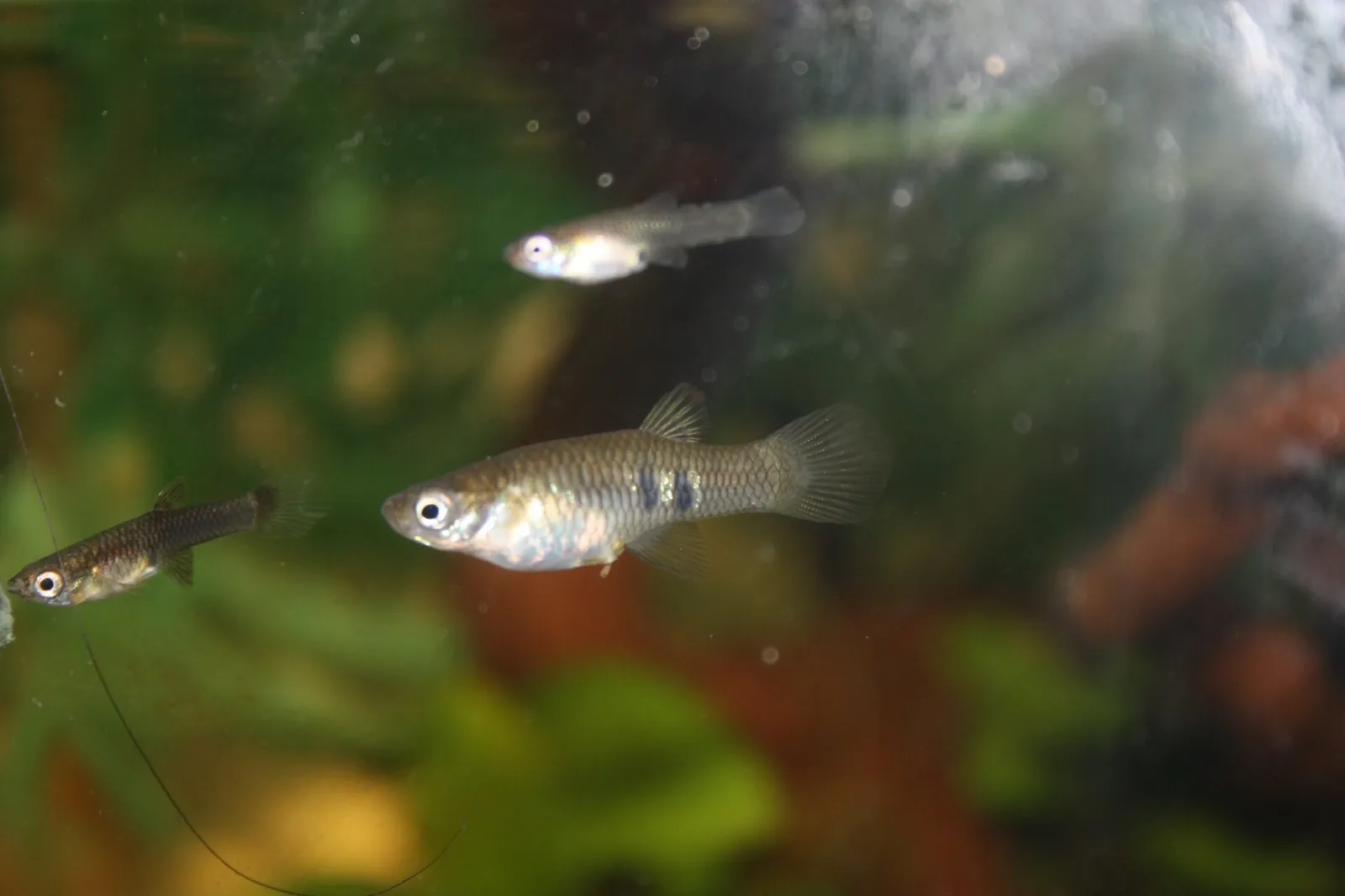 Dusky millions fish (Phalloceros caudimaculatus)