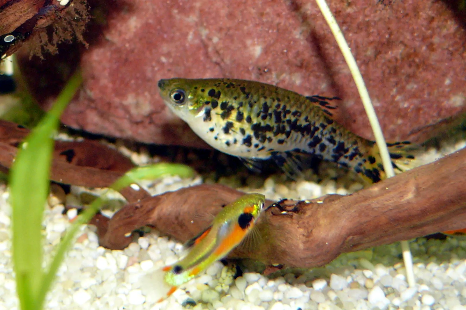 Dusky millions fish (Phalloceros caudimaculatus)