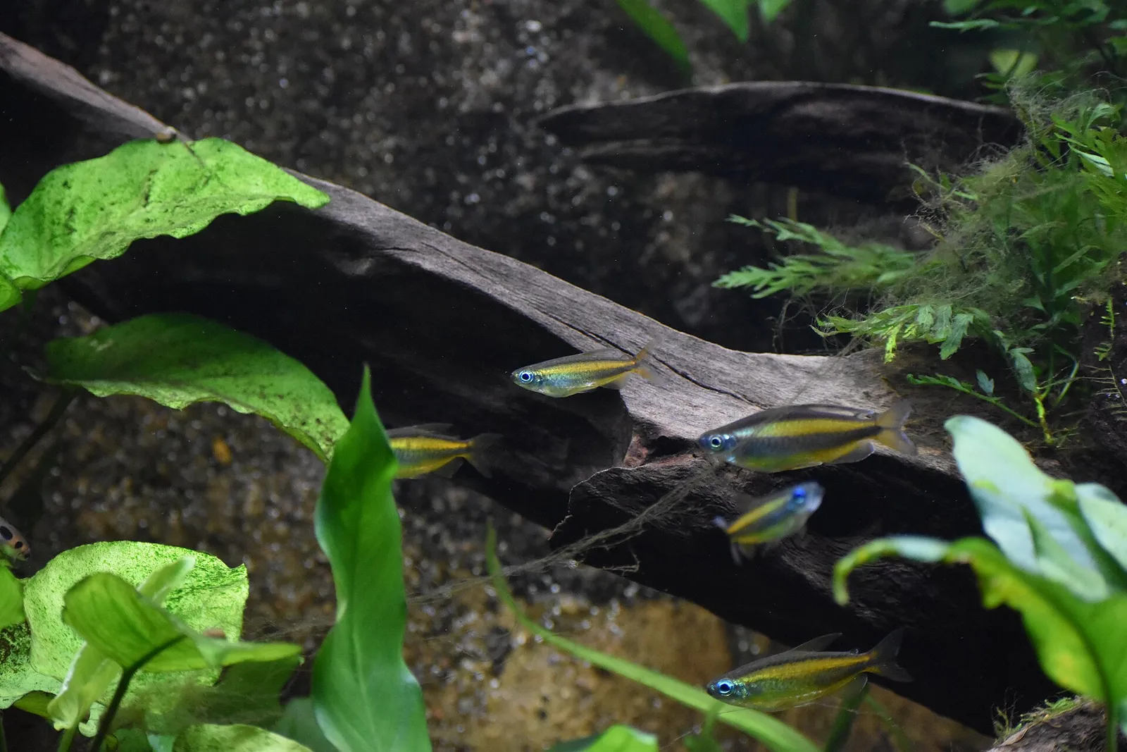 Orange Congo Tetra (Phenacogrammus aurantiacus)