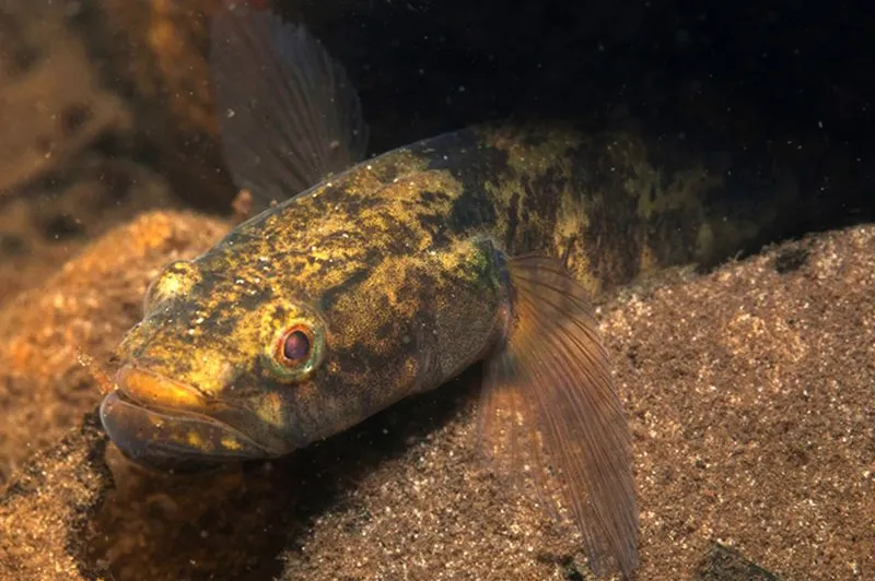 Flathead gudgeon (Philypnodon grandiceps)