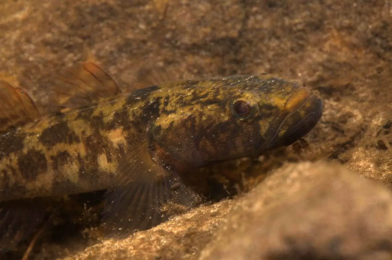 Flathead gudgeon (Philypnodon grandiceps)