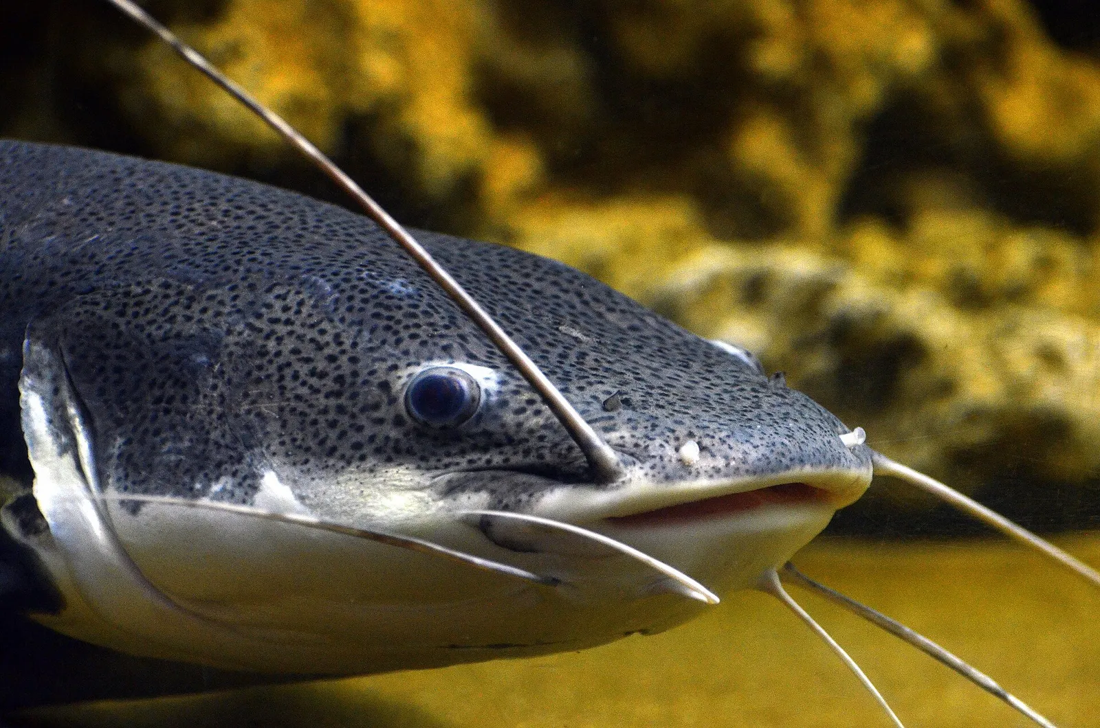 Redtail catfish (Phractocephalus hemioliopterus)
