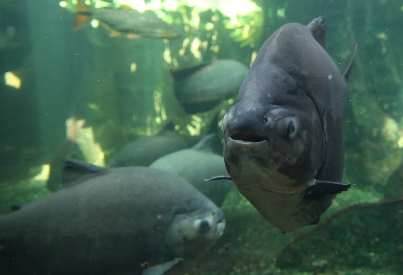 Pirapitinga (Piaractus brachypomus)