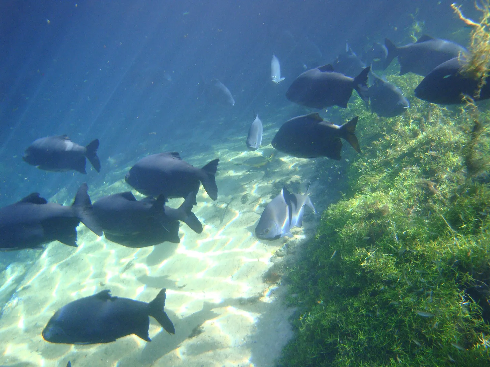 Pacu (Piaractus mesopotamicus)