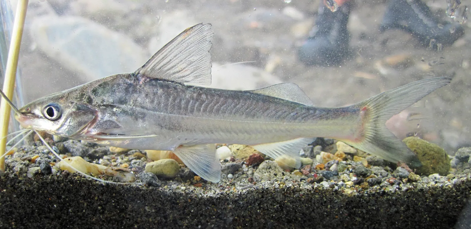 Four-line Pictus (Pimelodus blochii)