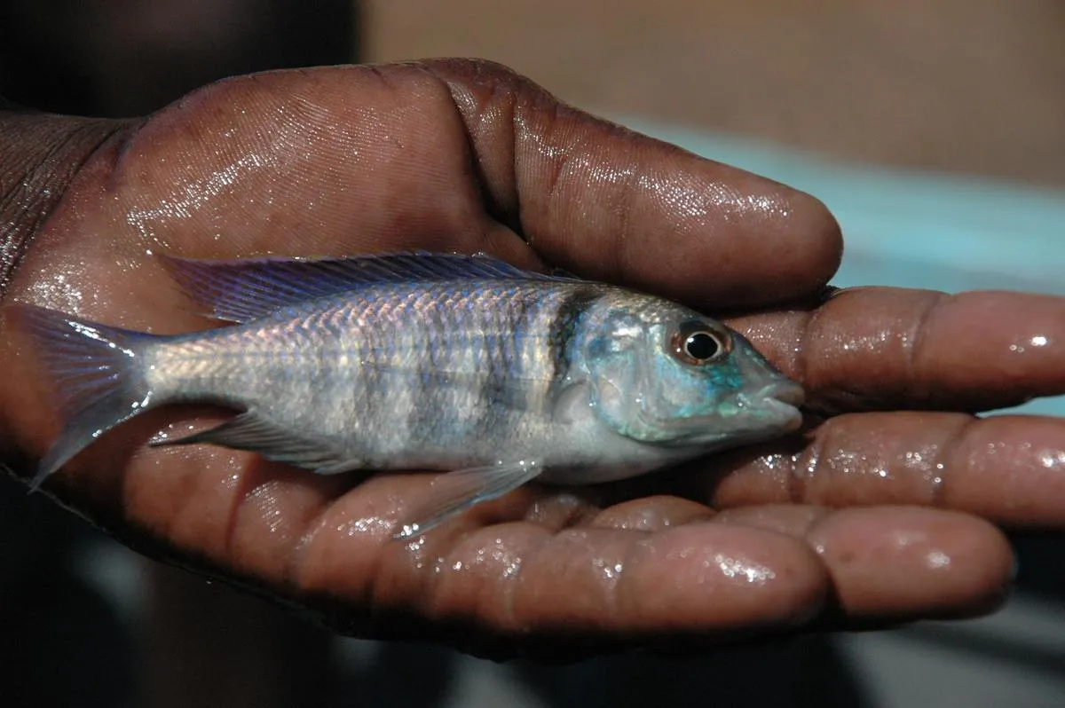 Deep water hap (Placidochromis electra)