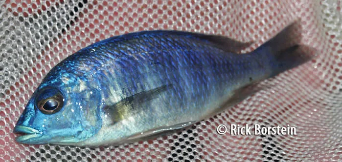 Placidochromis sp.