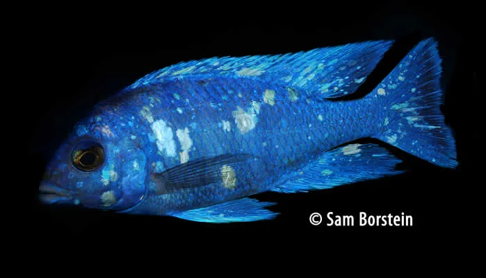 Placidochromis sp. “phenochilus tanzania” Male