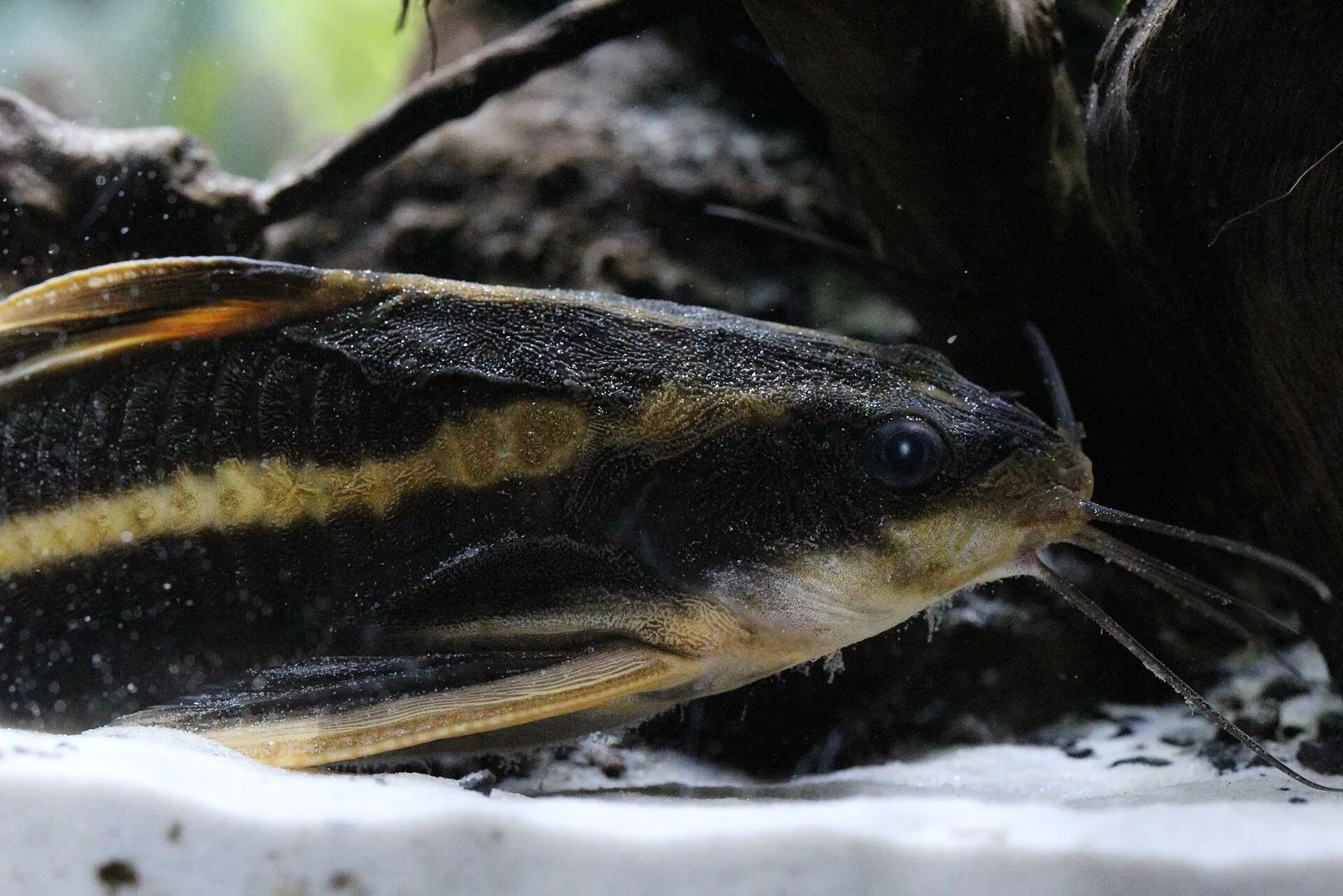 Striped Raphael catfish (Platydoras armatulus)