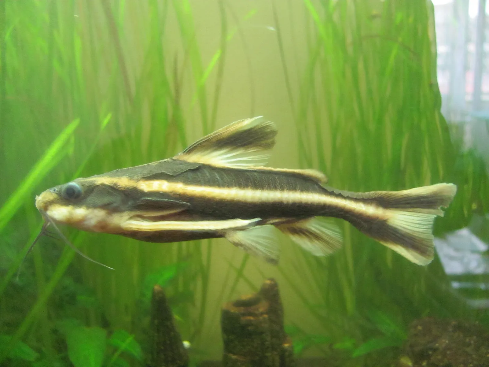 Striped Raphael catfish (Platydoras armatulus)