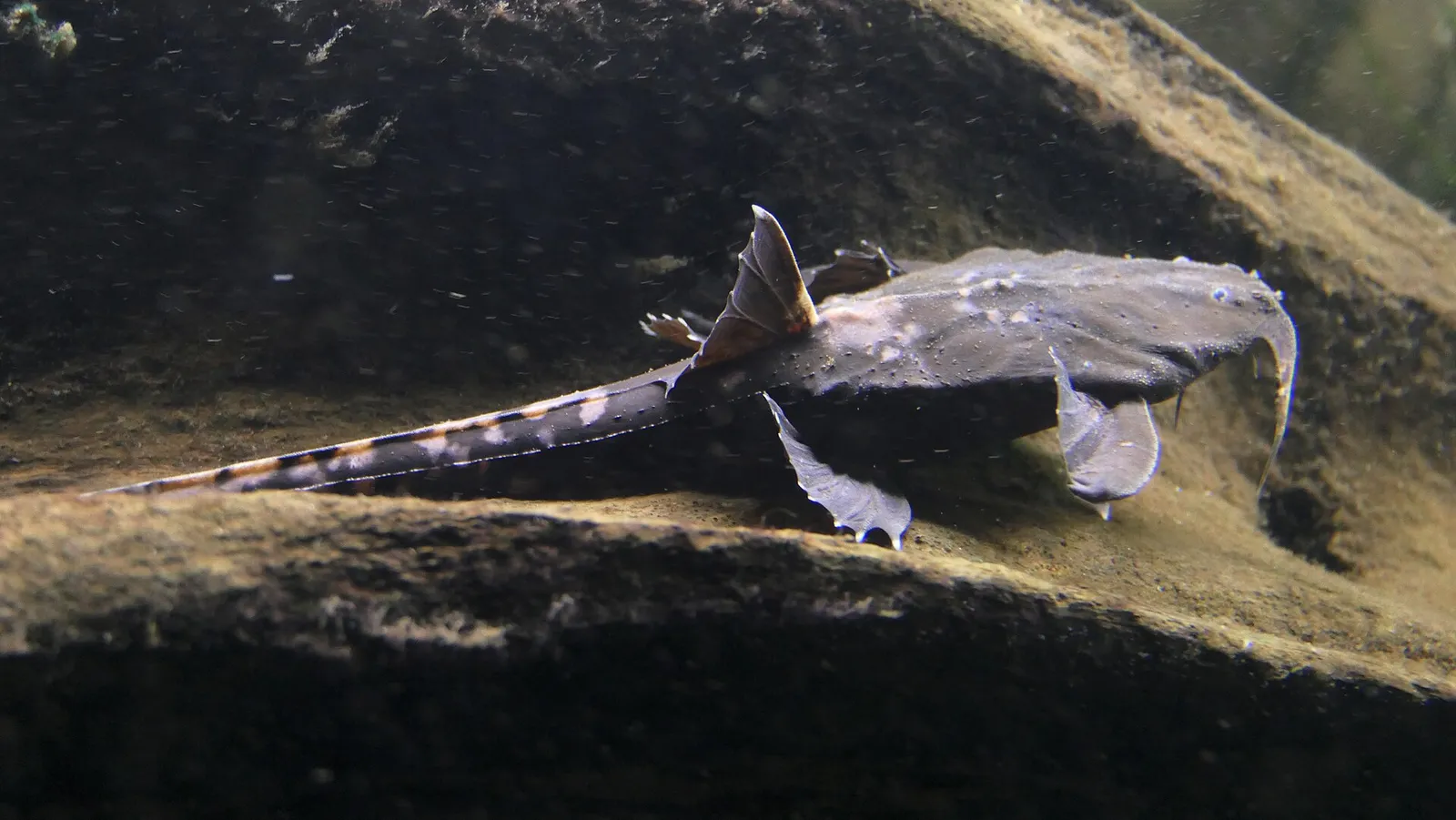 Banded banjo (Platystacus cotylephorus)
