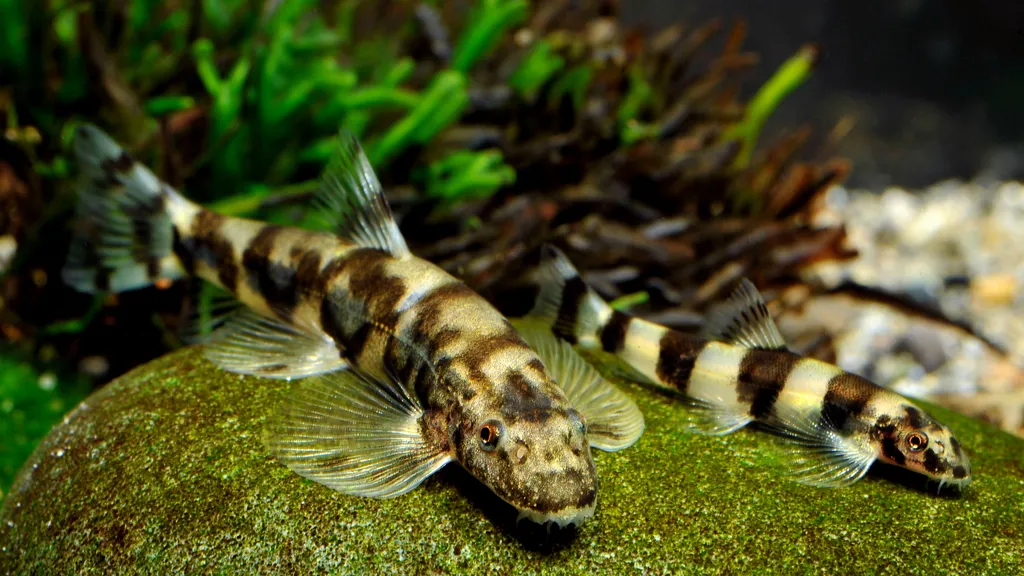Plesiomyzon baotingensis