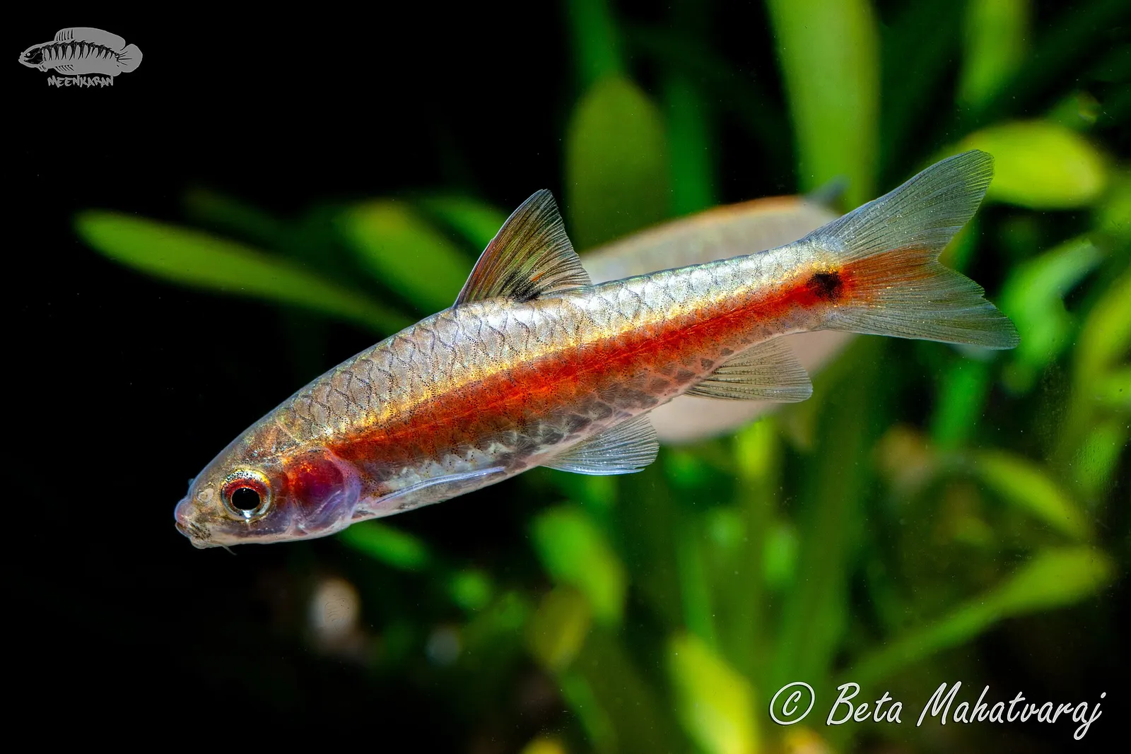 Redside barb (Plesiopuntius bimaculatus)