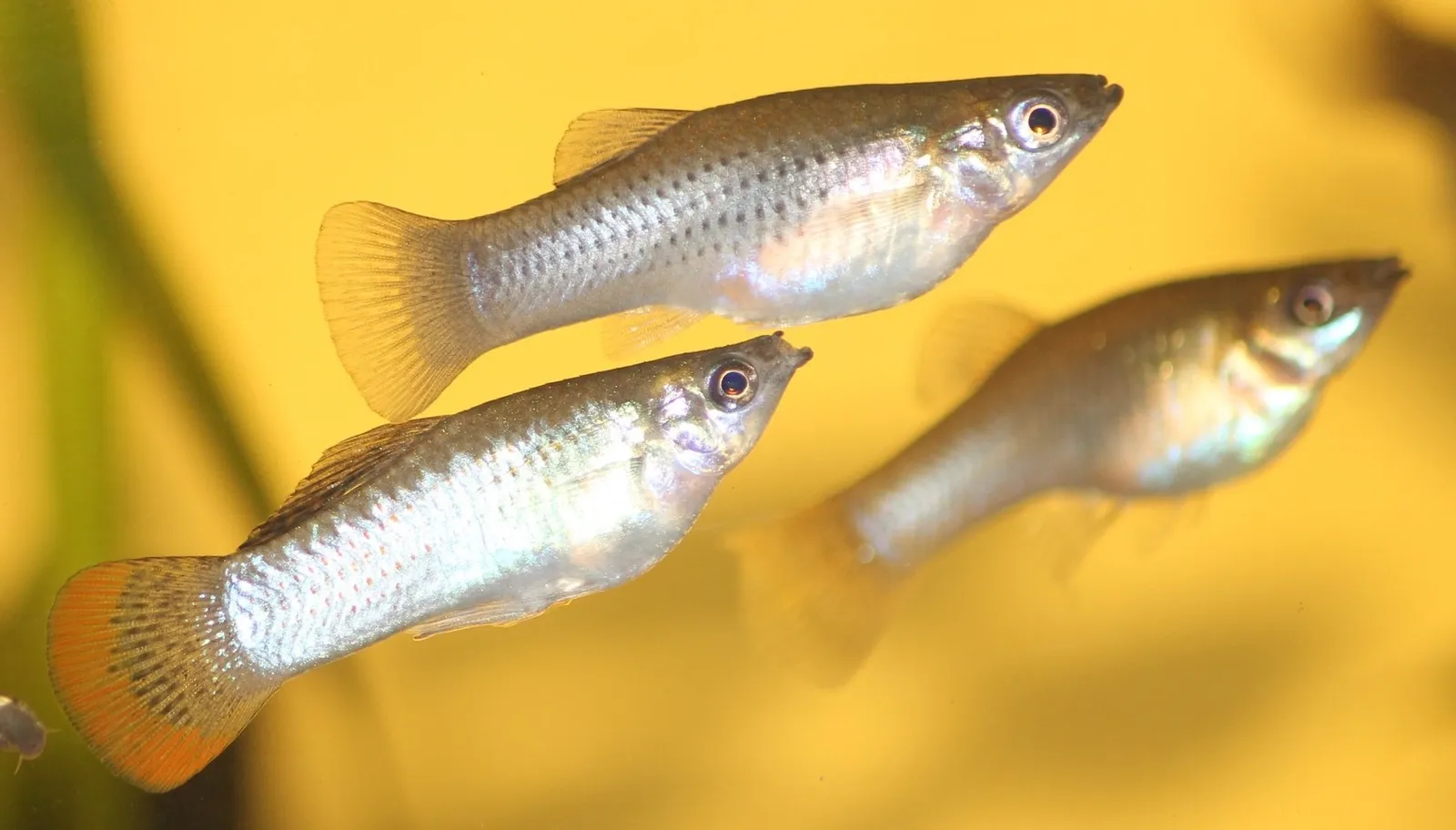 Pacific molly (Poecilia butleri)
