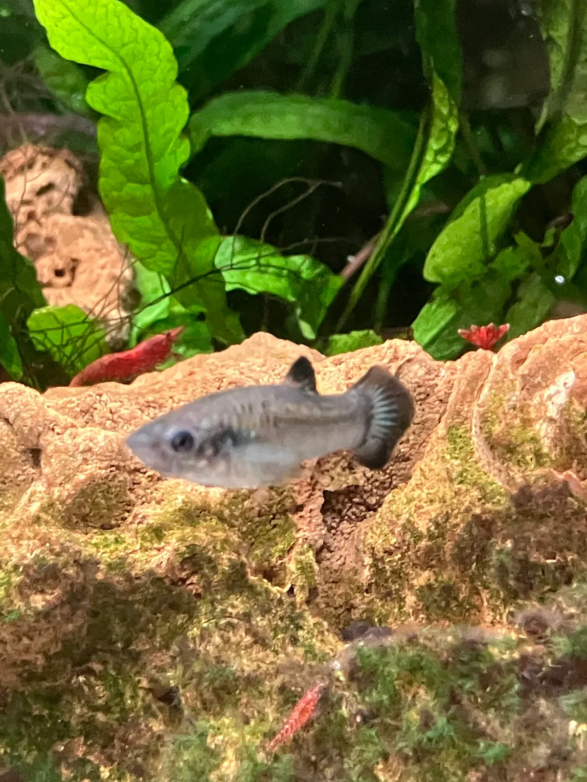 Dwarf molly (Poecilia chica)