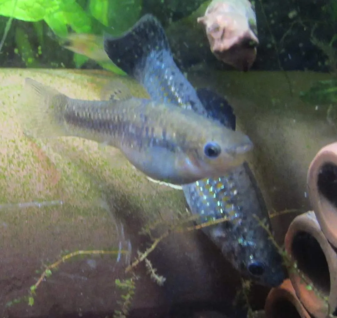 Dwarf molly (Poecilia chica)