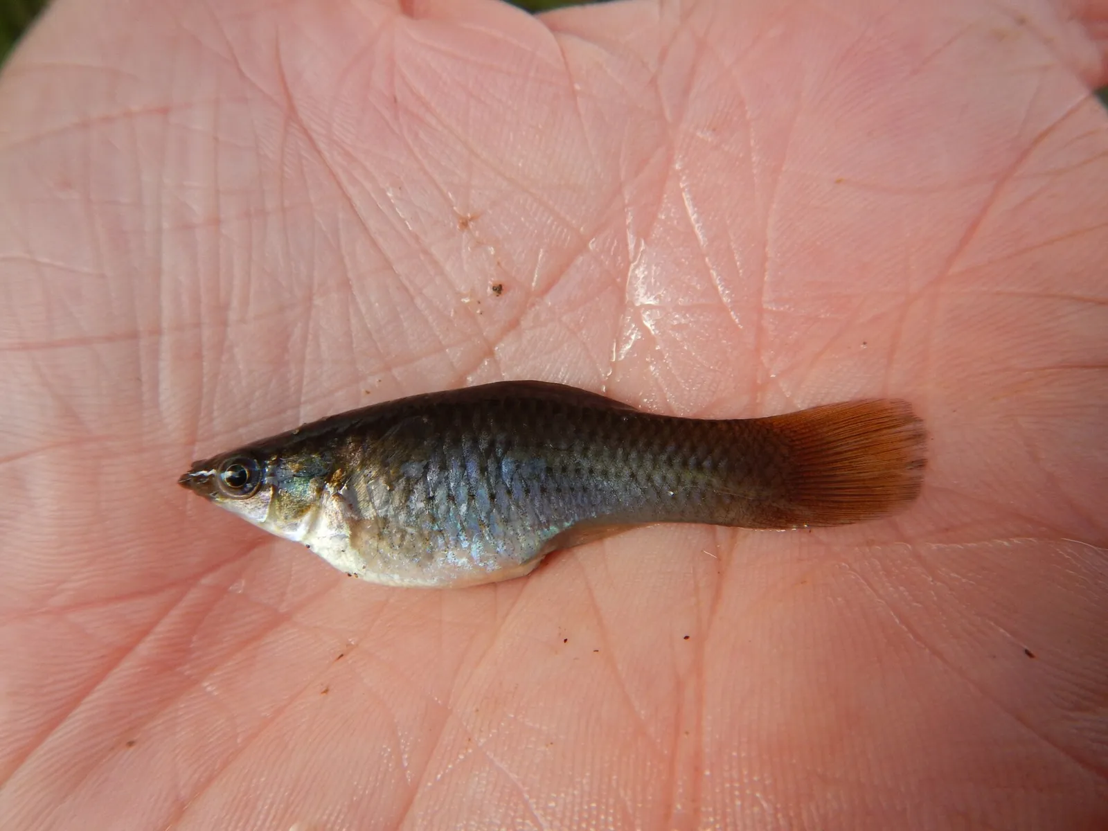 Amazon molly (Poecilia formosa)