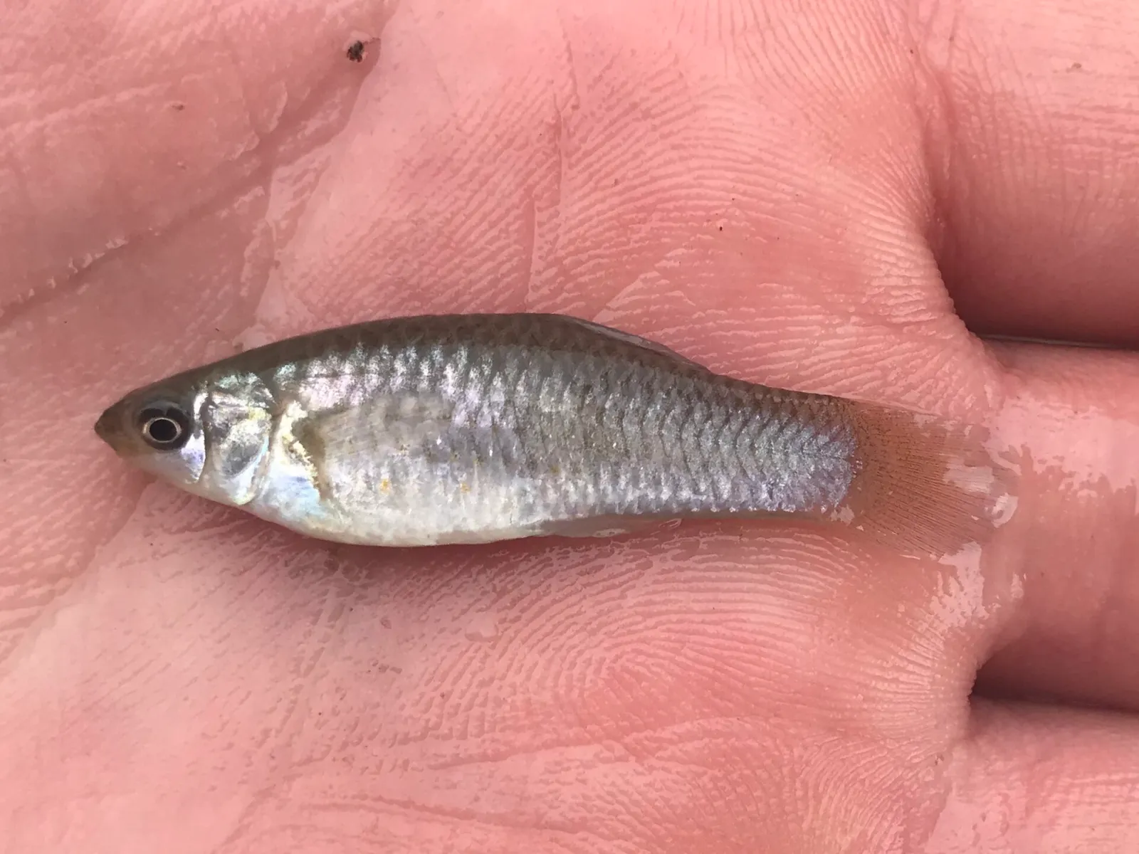Amazon molly (Poecilia formosa)