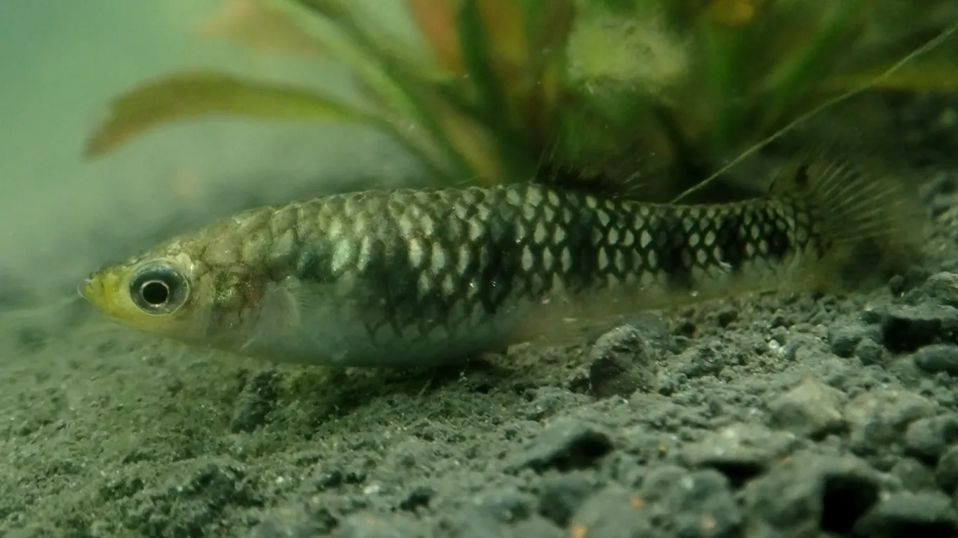 Tiger Limia (Poecilia islai)