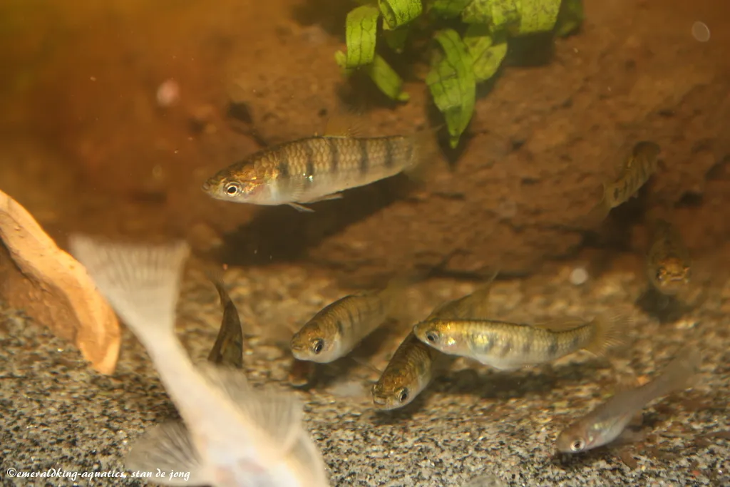 Tiger Limia (Poecilia islai)