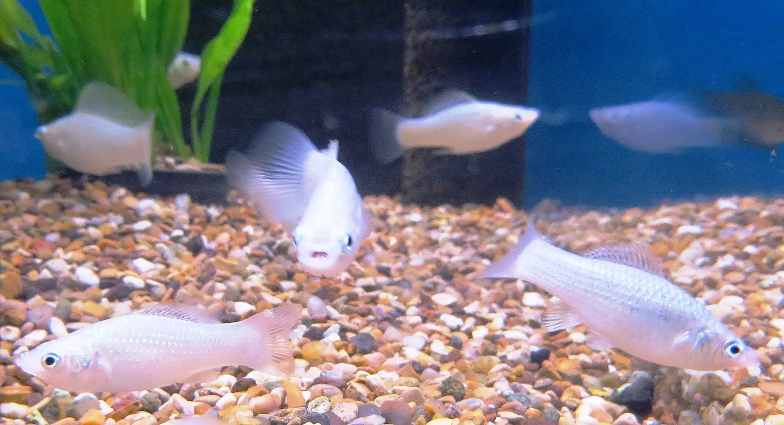 Sailfin molly (Poecilia latipinna)