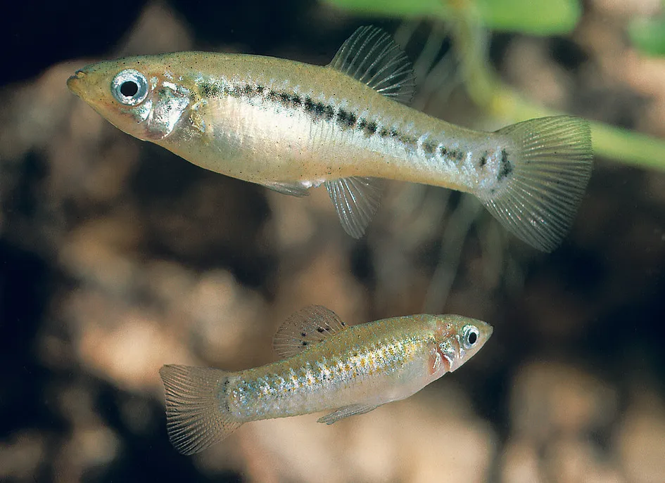 Broadspotted molly (Poecilia latipunctata)