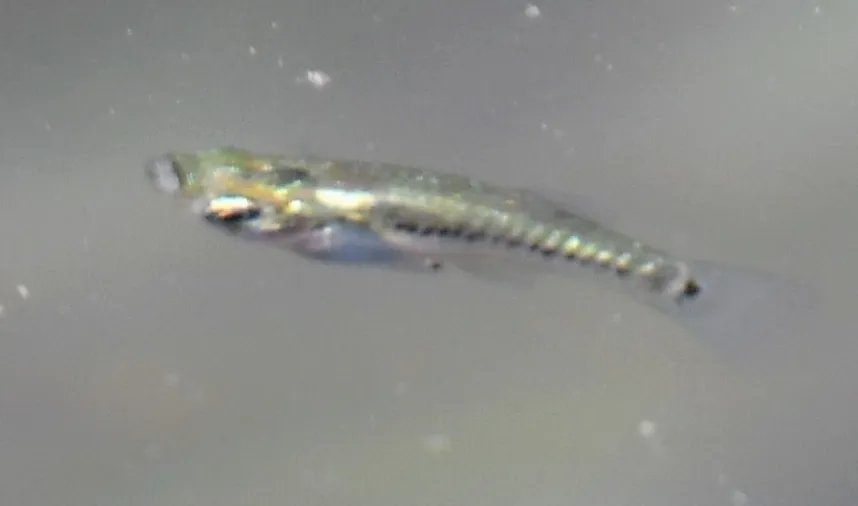 Broadspotted molly (Poecilia latipunctata)
