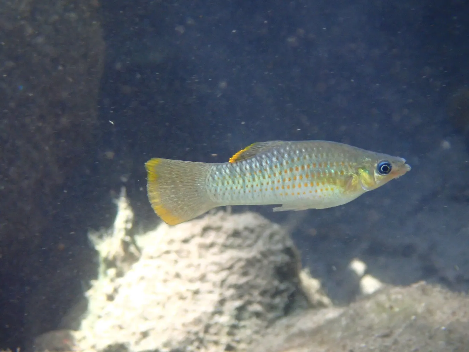 Balsas molly (Poecilia maylandi)