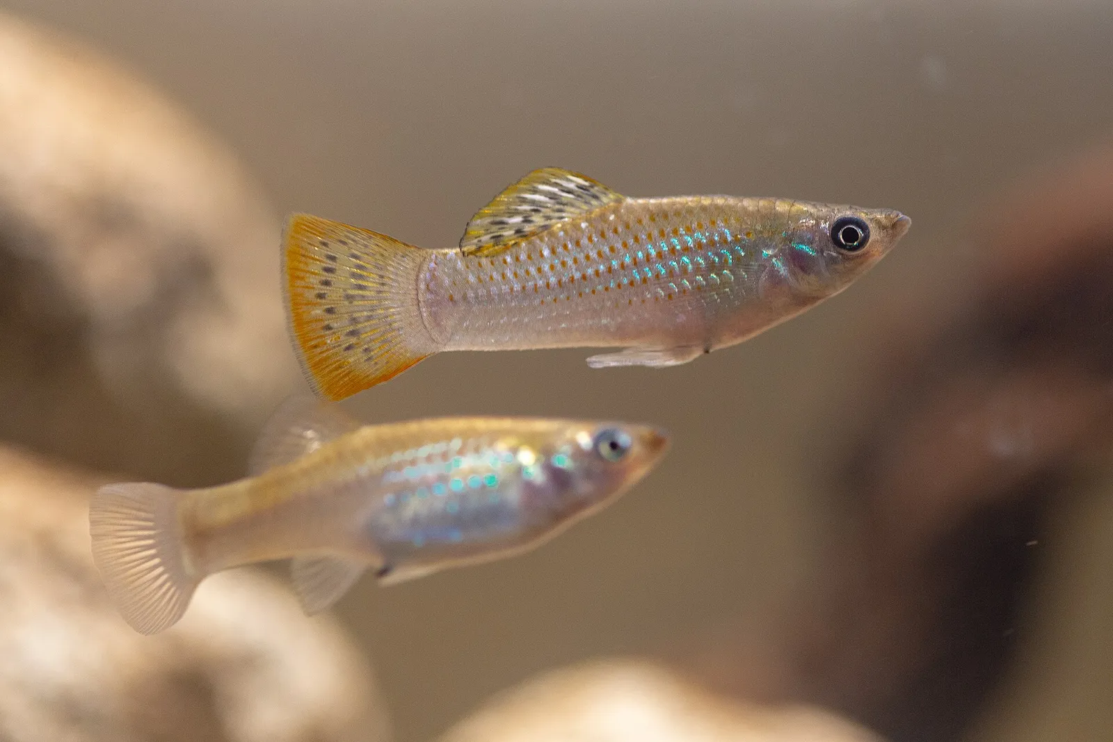 Shortfin molly (Poecilia mexicana)