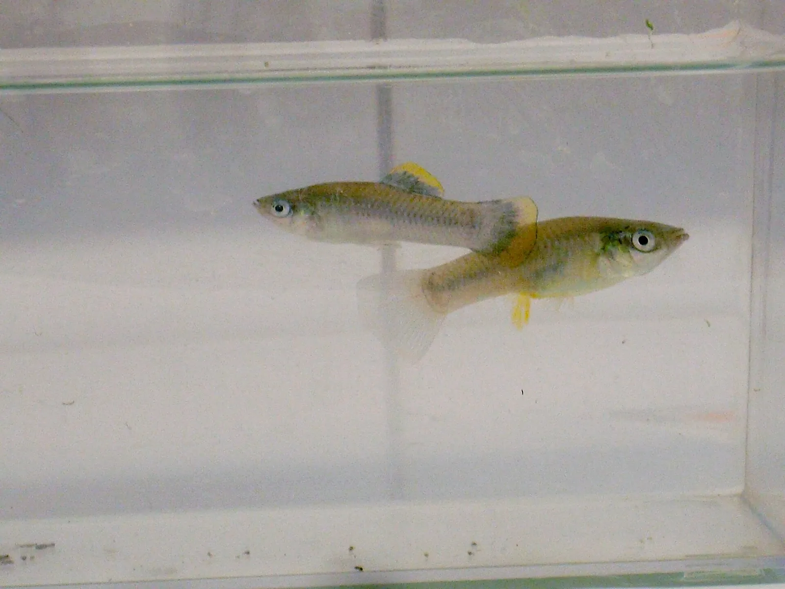 Shortfin molly (Poecilia mexicana)