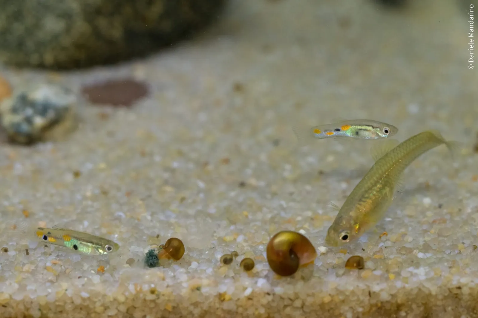 Trinidad guppy (Poecilia obscura)