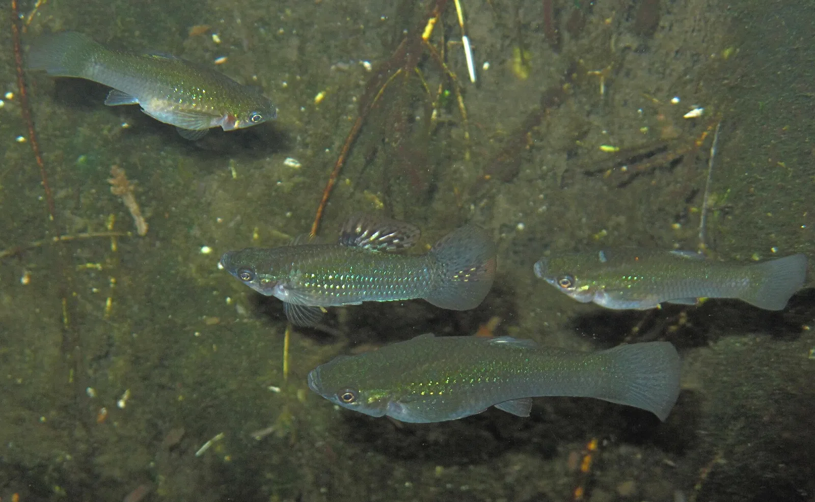 Mangrove molly (Poecilia orri)