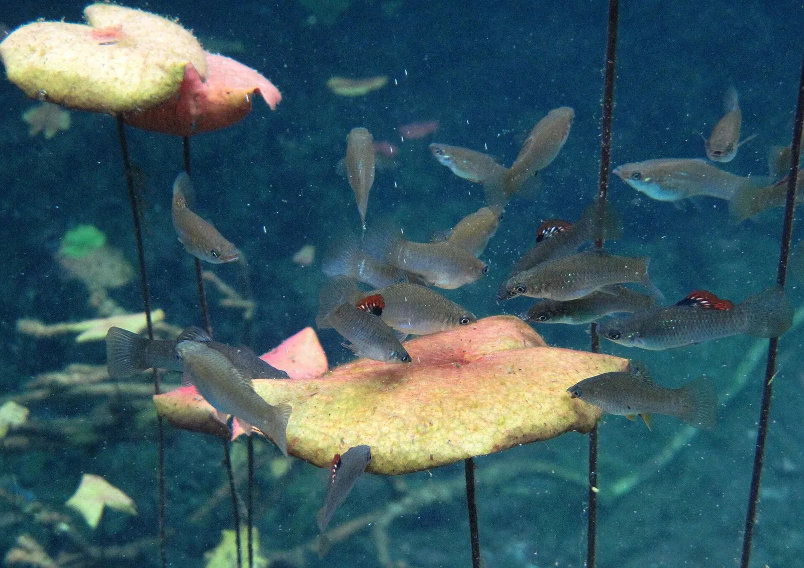 Mangrove molly (Poecilia orri)