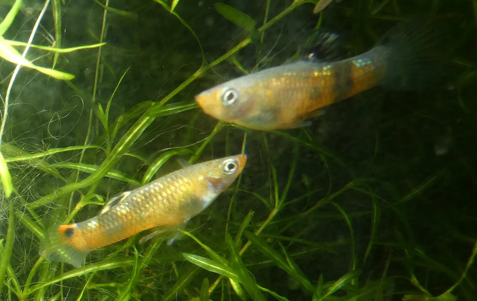 Swamp guppies (Poecilia picta)