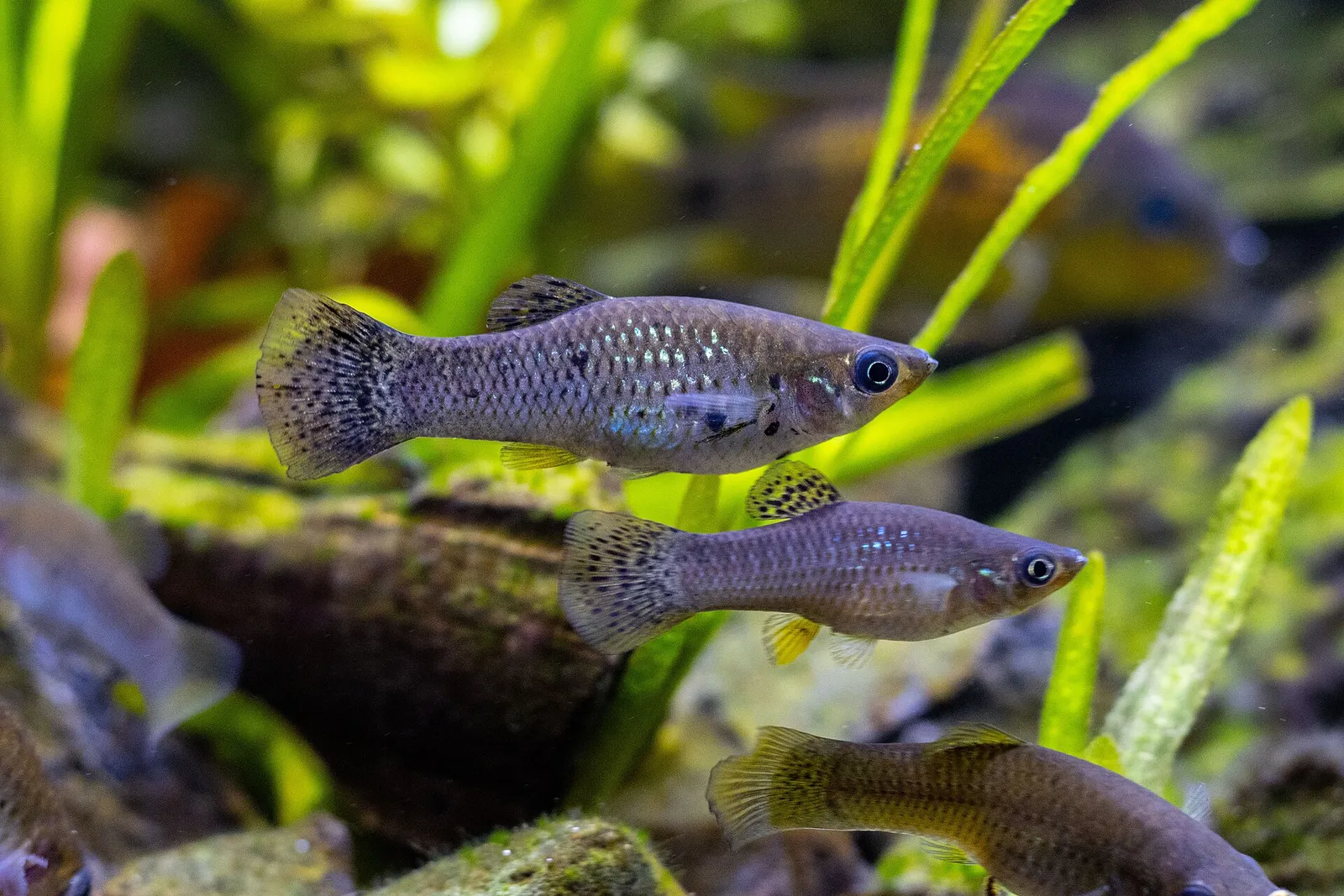 Molly (Poecilia sphenops)