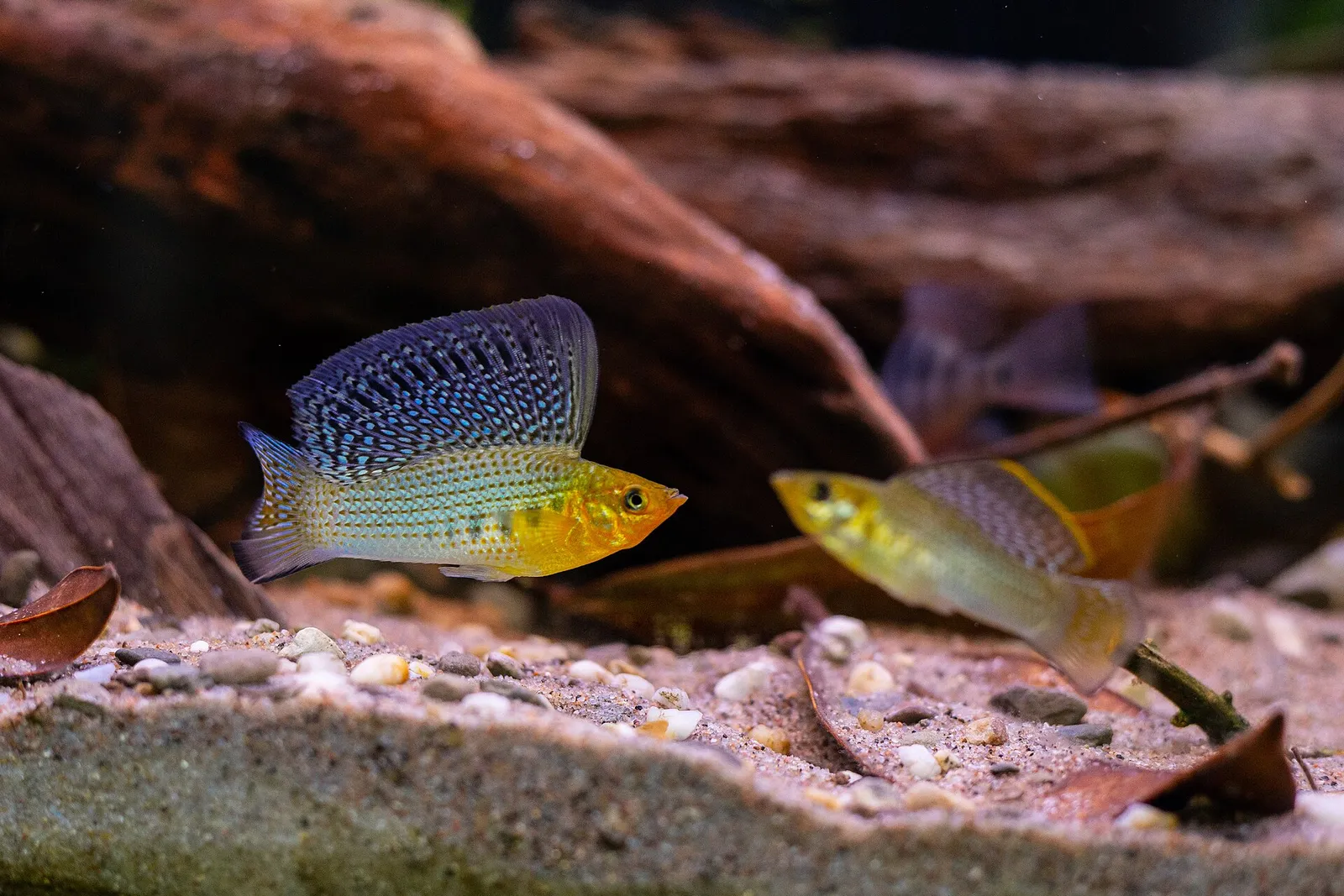 Sail-fin molly (Poecilia velifera)