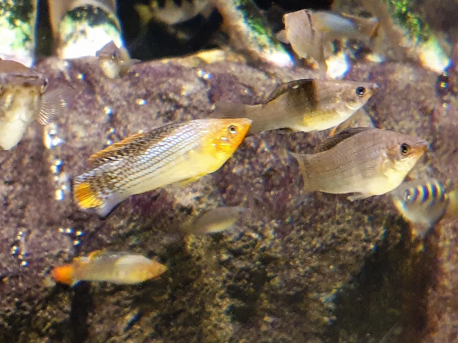 Sail-fin molly (Poecilia velifera)