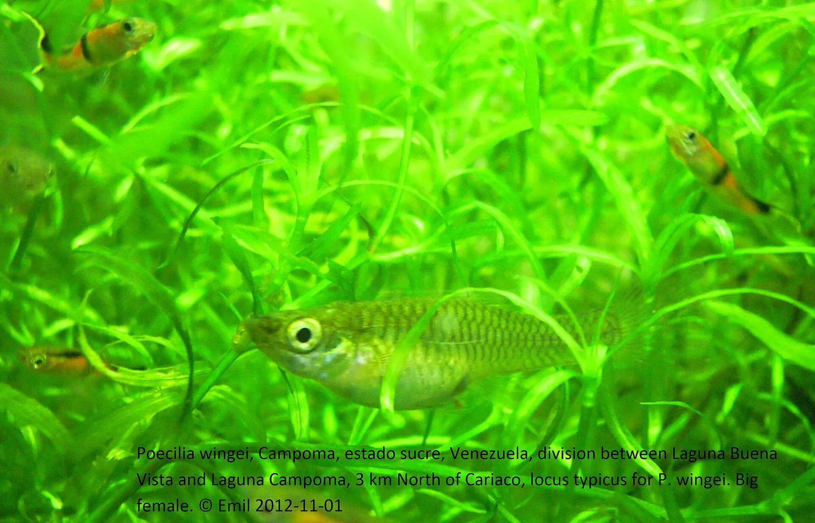 Endlers guppy (Poecilia wingei)