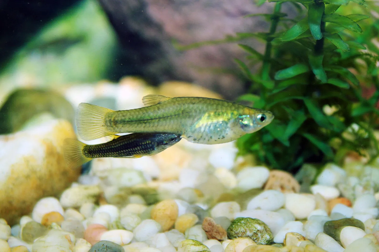 Gila topminnow (Poeciliopsis occidentalis)