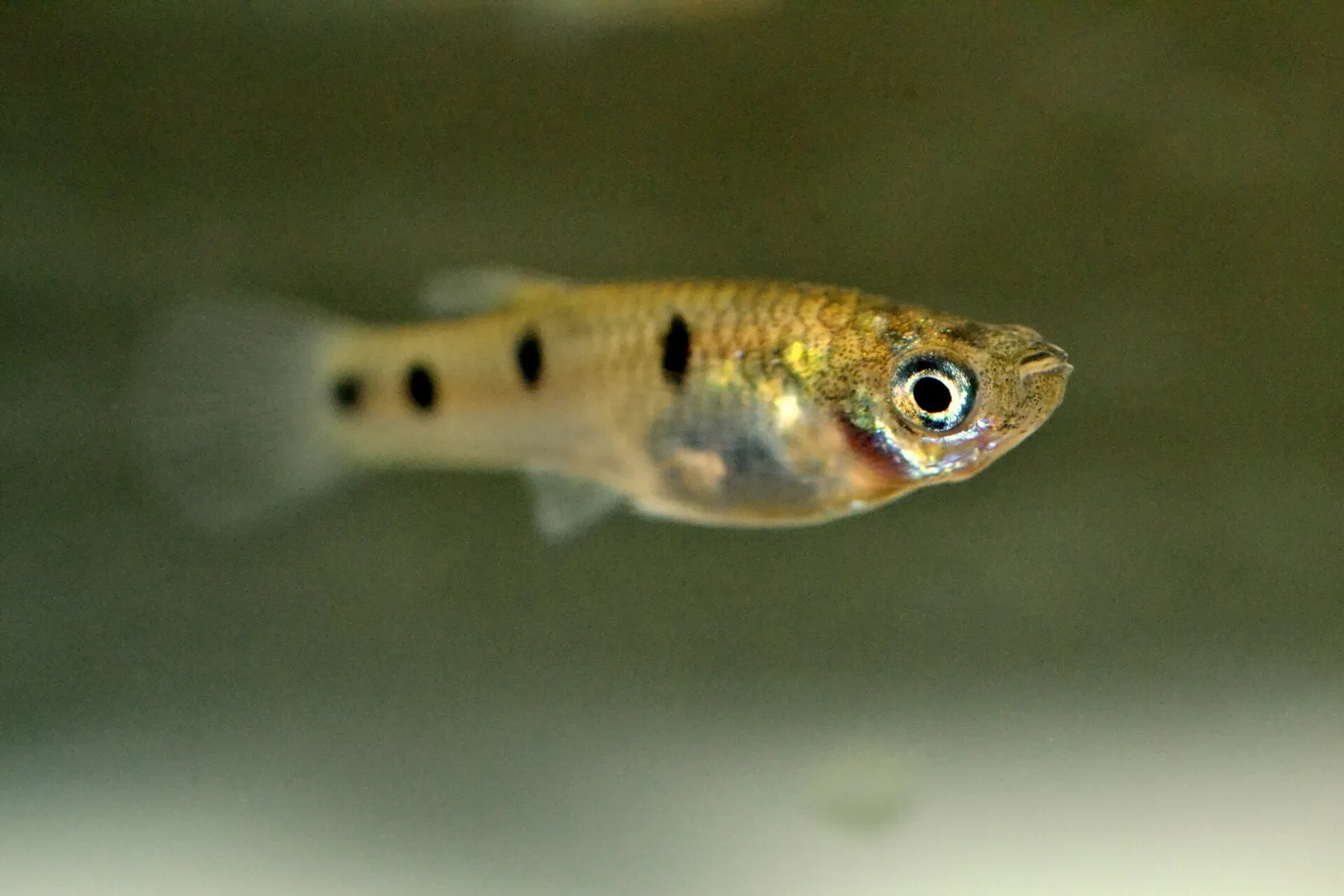 Largespot livebearer (Poeciliopsis pleurospilus)