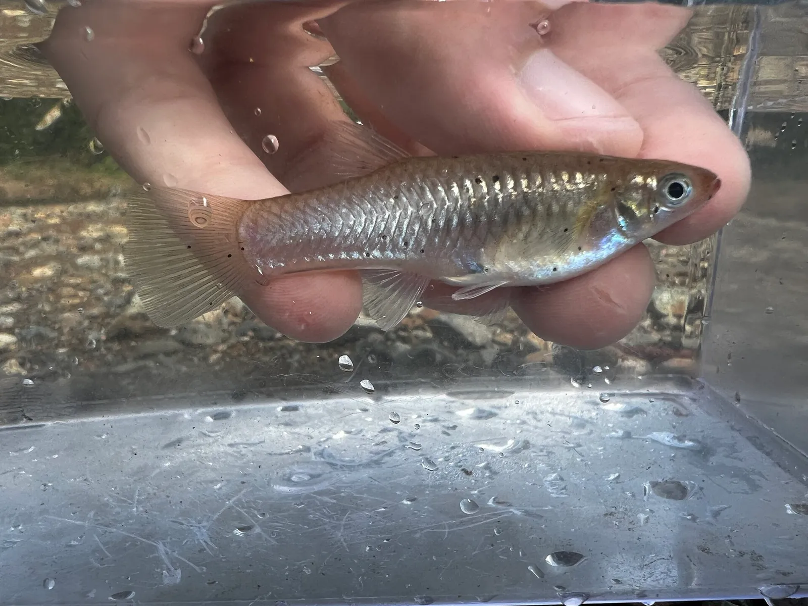 Buroca toothcarp (Poeciliopsis retropinna)