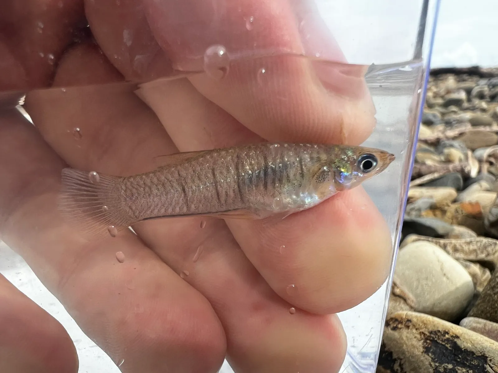 Turrubarés toothcarp (Poeciliopsis turrubarensis)