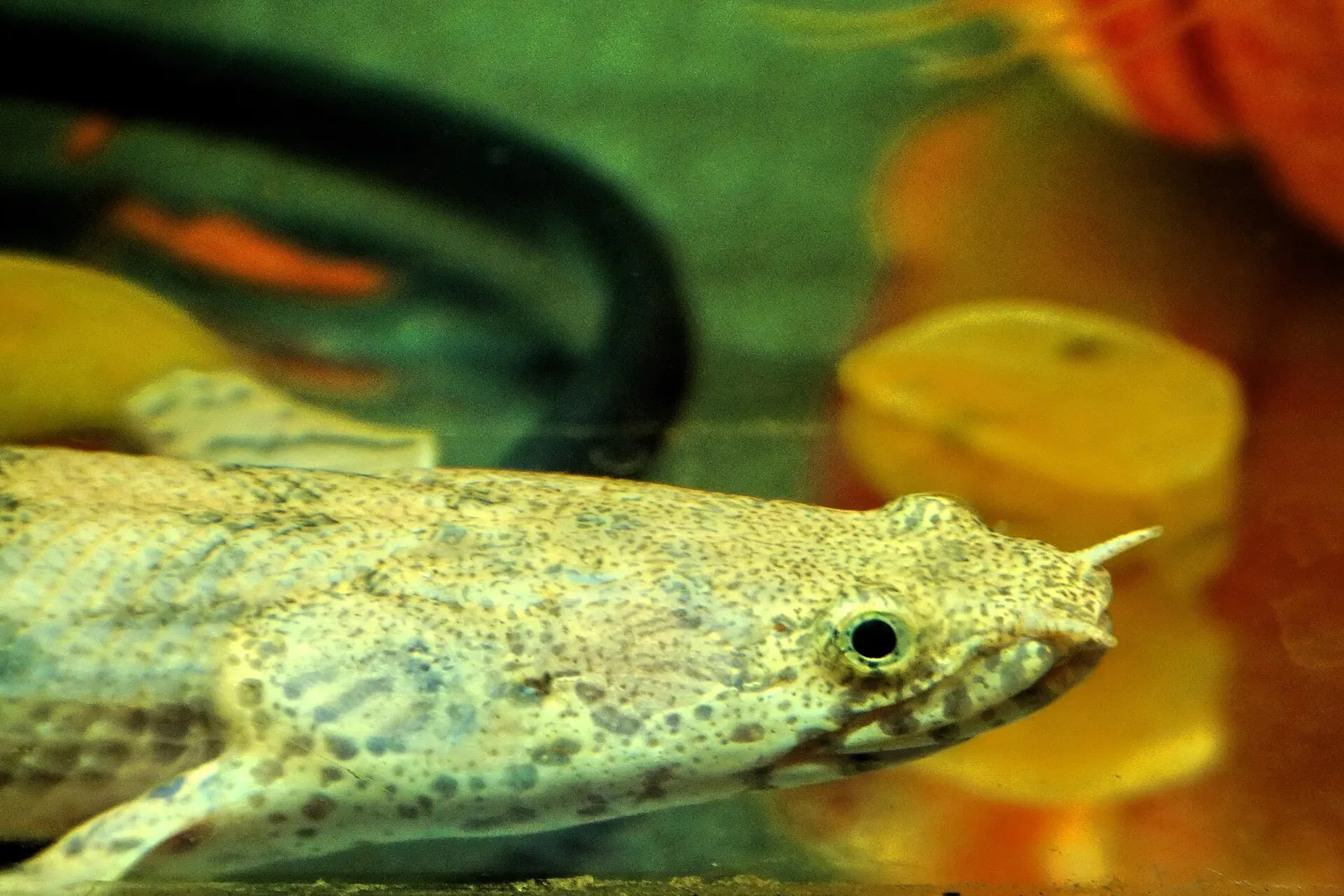 Saddled bichir (Polypterus endlicherii)
