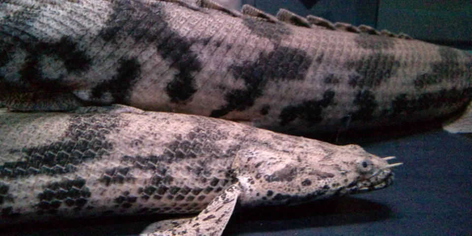 Saddled bichir (Polypterus endlicherii)