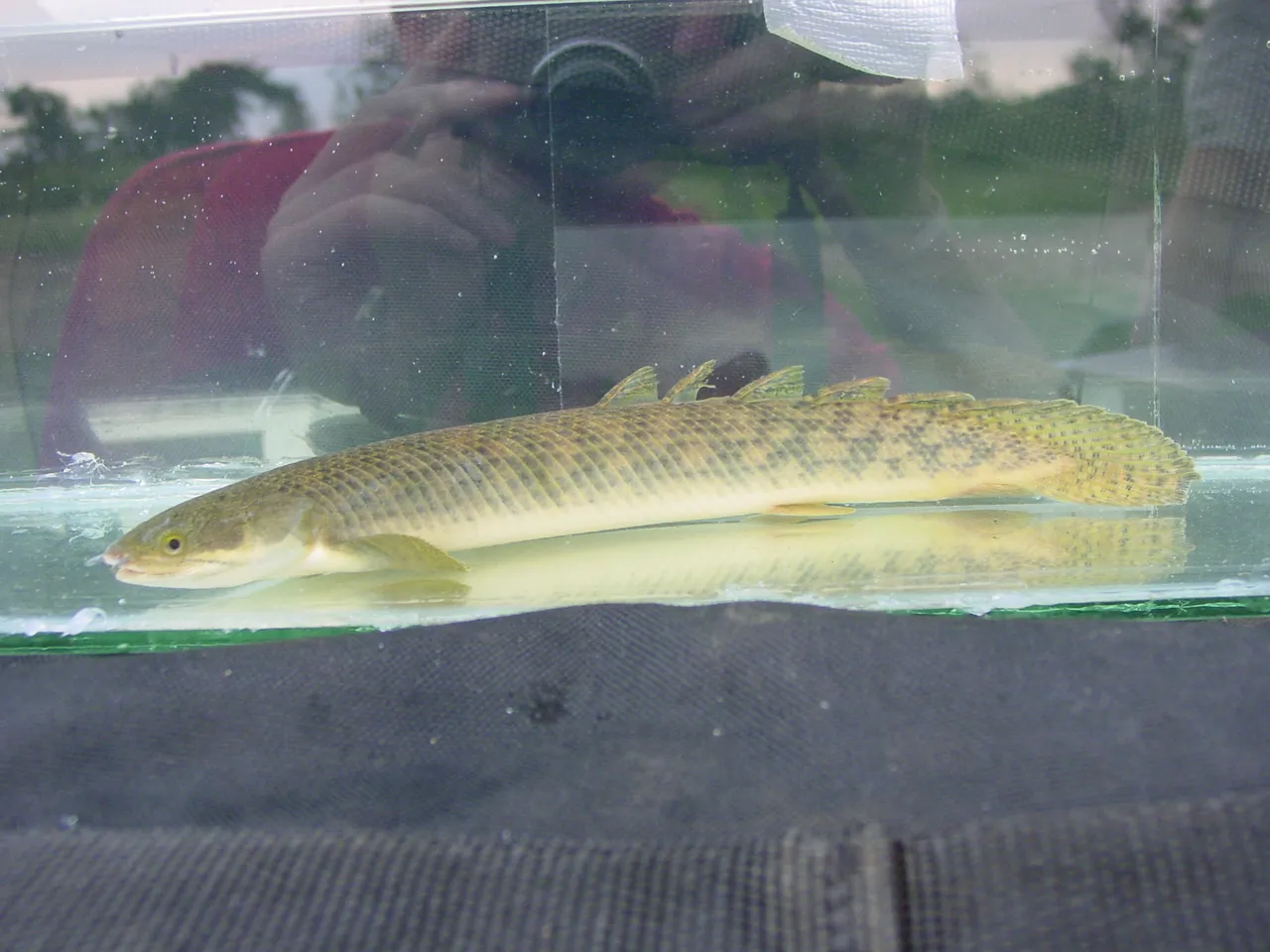Marbled bichir (Polypterus palmas)