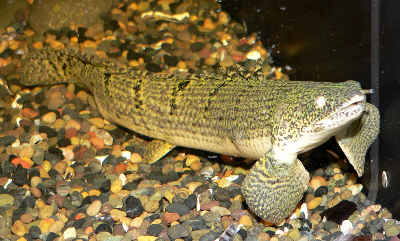 Mottled bichir (Polypterus weeksii)