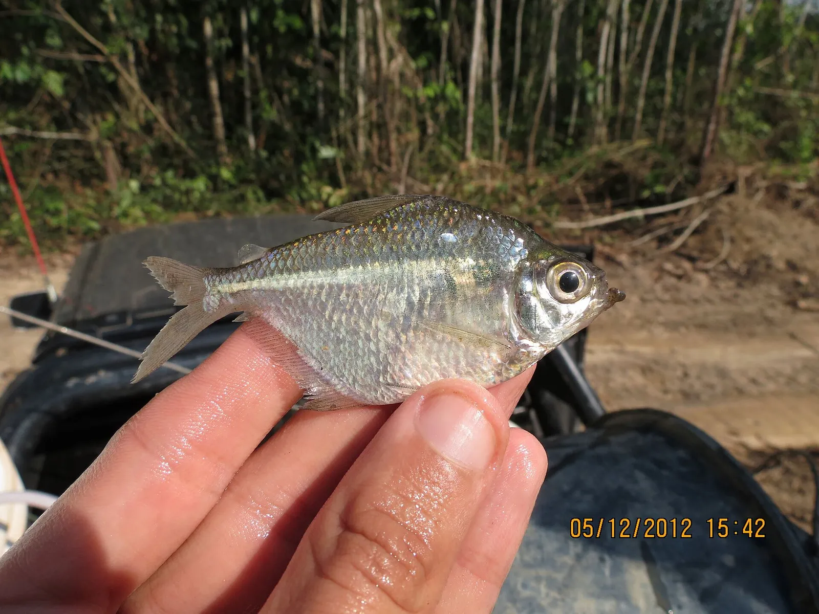 Compressed Tetra (Poptella compressa)