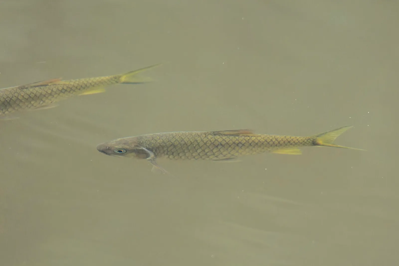 Yellow Tail Brook Barb (Poropuntius deauratus)