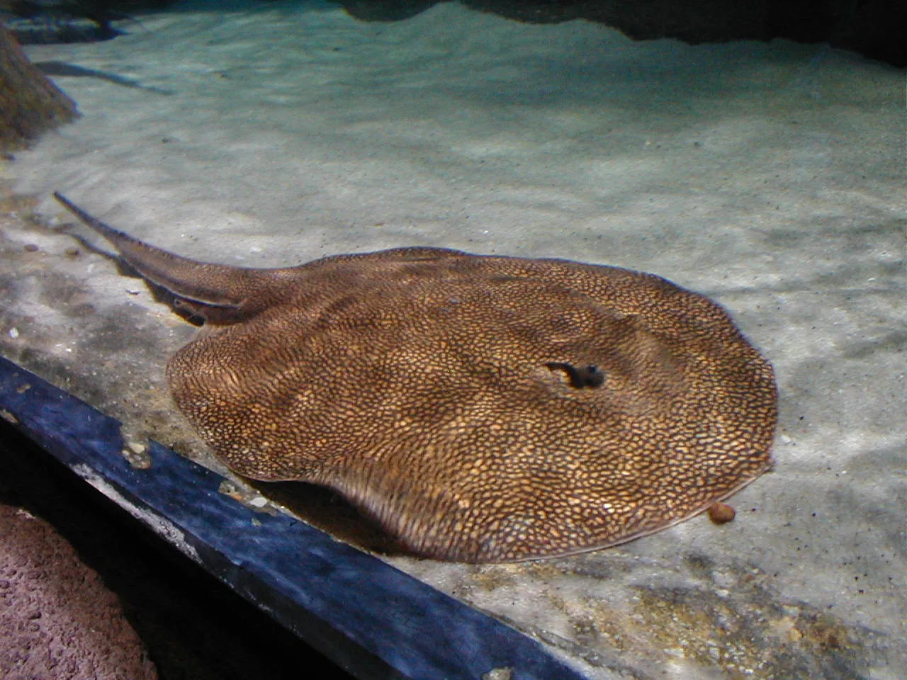 Largespot river stingray (Potamotrygon falkneri)