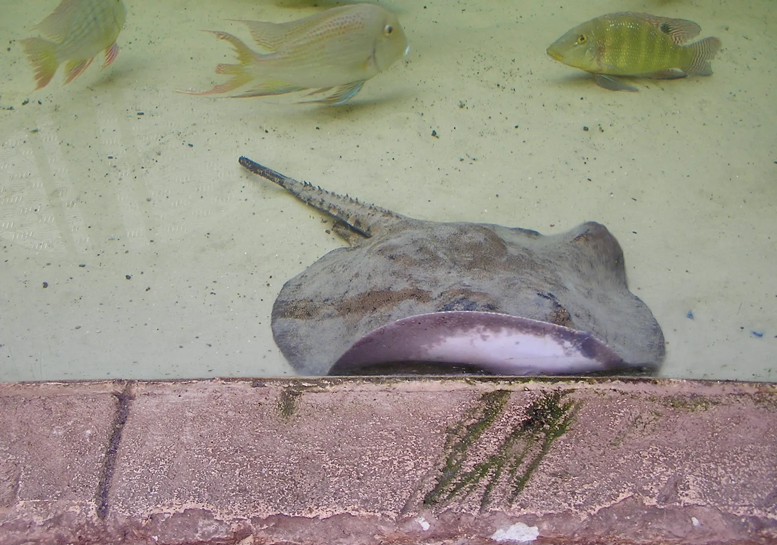 Porcupine river stingray (Potamotrygon histrix)